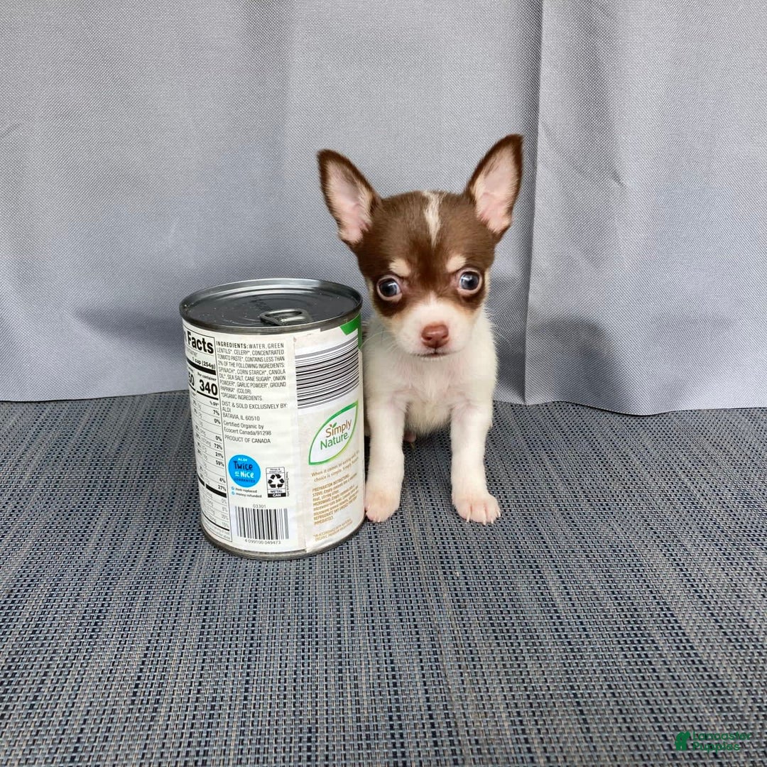Chihuahua dogs for sale: Milo - Image 8