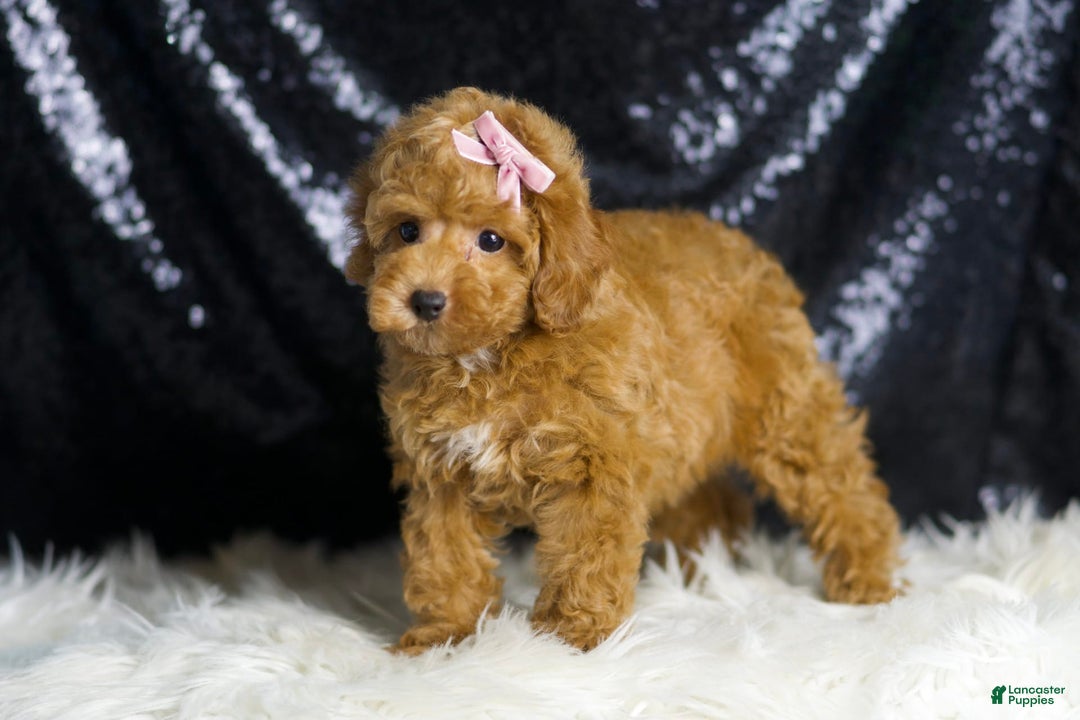 Toy Poodle dogs for sale: Patience - Image 6