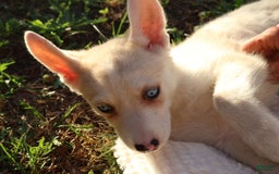 Gerberian Shepsky dogs for sale: Princess - Image 4