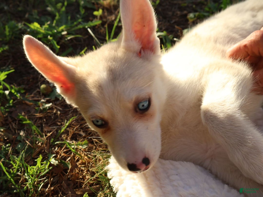 Gerberian Shepsky dogs for sale: Princess - Image 4