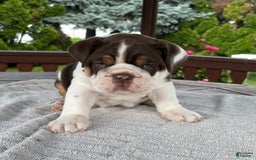 English Bulldog dogs for sale: Gisele - Image 16