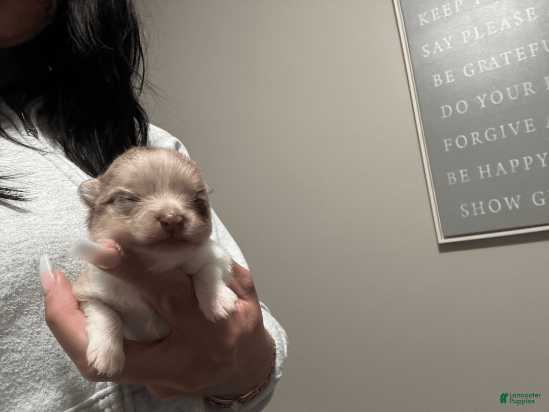 Pomeranian dogs for sale: Summer - Image 5