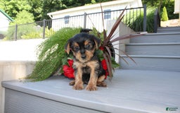 Yorkshire Terrier dogs for sale: Tucker - Image 19