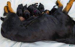 Rottweiler dogs for sale: Rex - Image 8