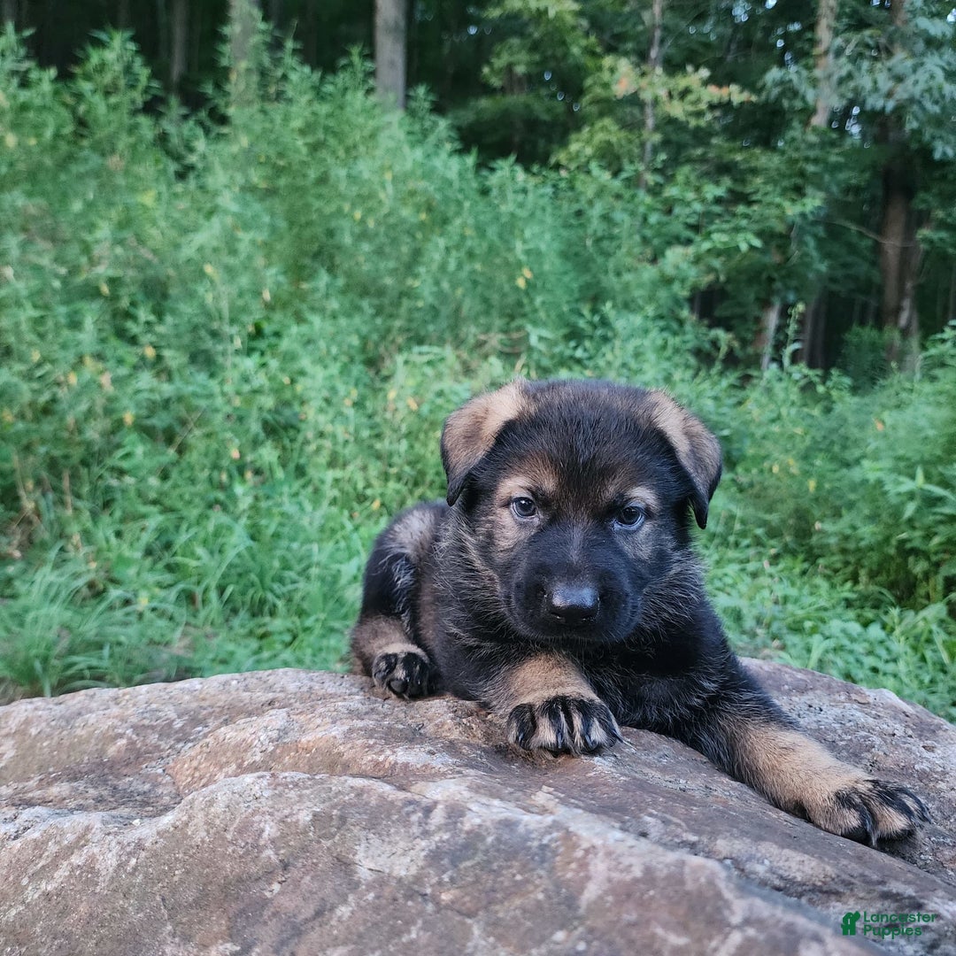 German Shepherd dogs for sale: Karma - Image 5