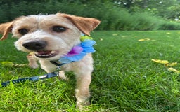 Jackapoo dogs for sale: Emily - Image 3
