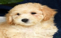 Bichpoo dogs for sale: Kip - Image 9