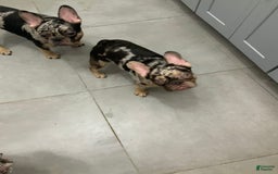 French Bulldog dogs for sale: Kane - Image 4