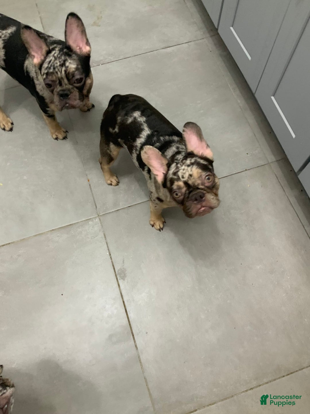 French Bulldog dogs for sale: Kane - Image 4