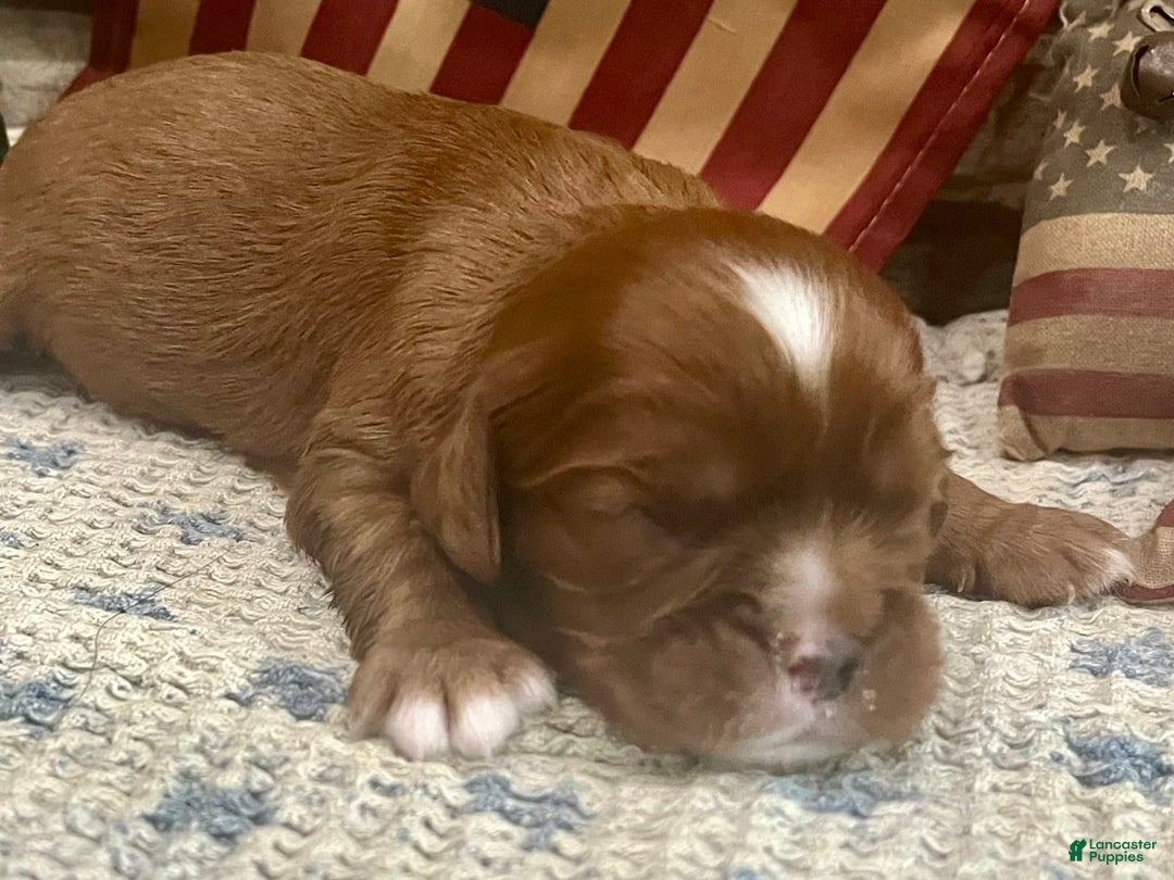Cavalier King Charles Spaniel dogs for sale: George - Image 5