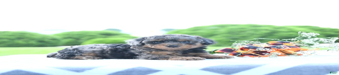 Kassia
