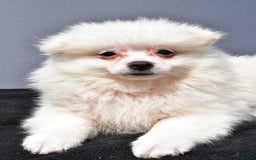 Pomeranian dogs for sale: Issac - Image 5