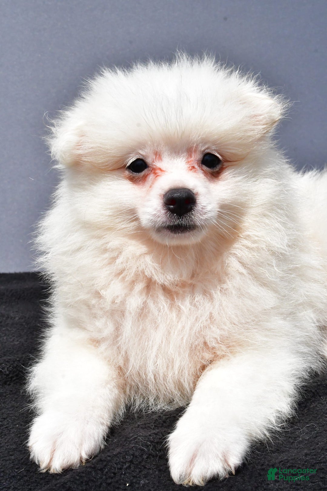 Pomeranian dogs for sale: Issac - Image 5