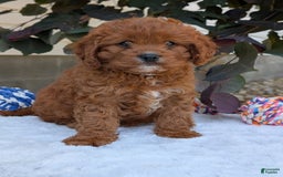 Cavapoo dogs for sale: Remi - Image 10