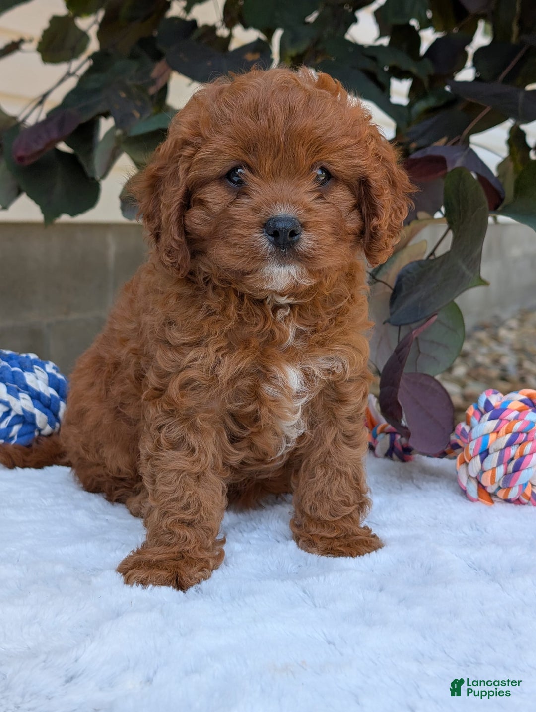 Cavapoo dogs for sale: Remi - Image 10