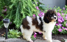 Miniature Poodle dogs for sale: Austin - Image 4