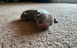 French Bulldog dogs for sale: Puppy 2 - Image 1