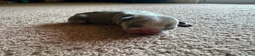 Puppy 2