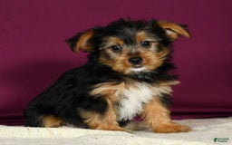 Yorkshire Terrier dogs for sale: Jimmy - Image 3