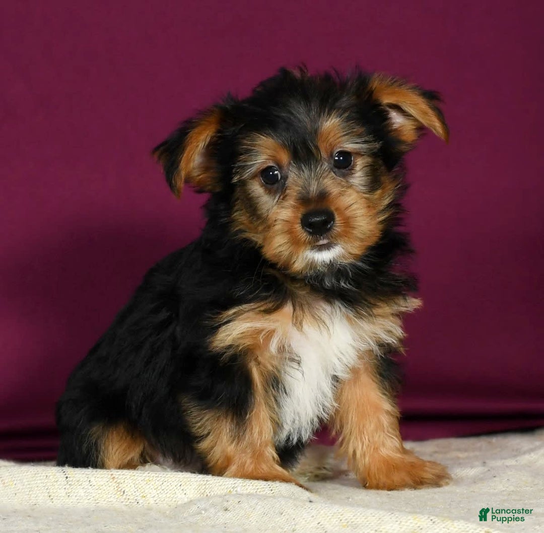 Yorkshire Terrier dogs for sale: Jimmy - Image 3