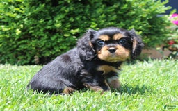 Cavalier King Charles Spaniel dogs for sale: Boomer - Image 3
