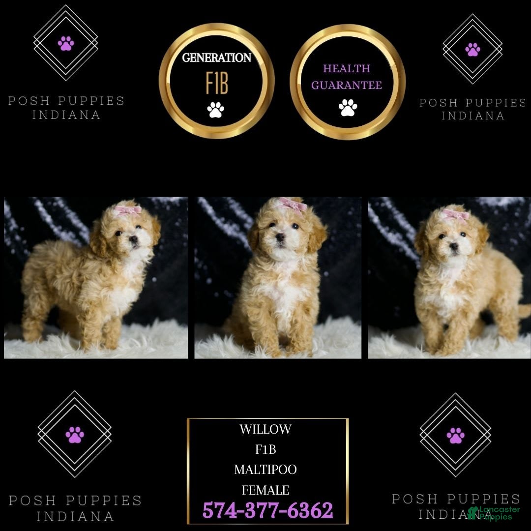 Maltipoo dogs for sale: Willow - Image 2