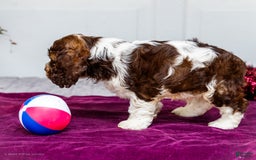 Cocker Spaniel dogs for sale: Chester - Image 3
