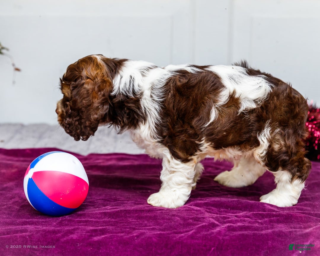 Cocker Spaniel dogs for sale: Chester - Image 3