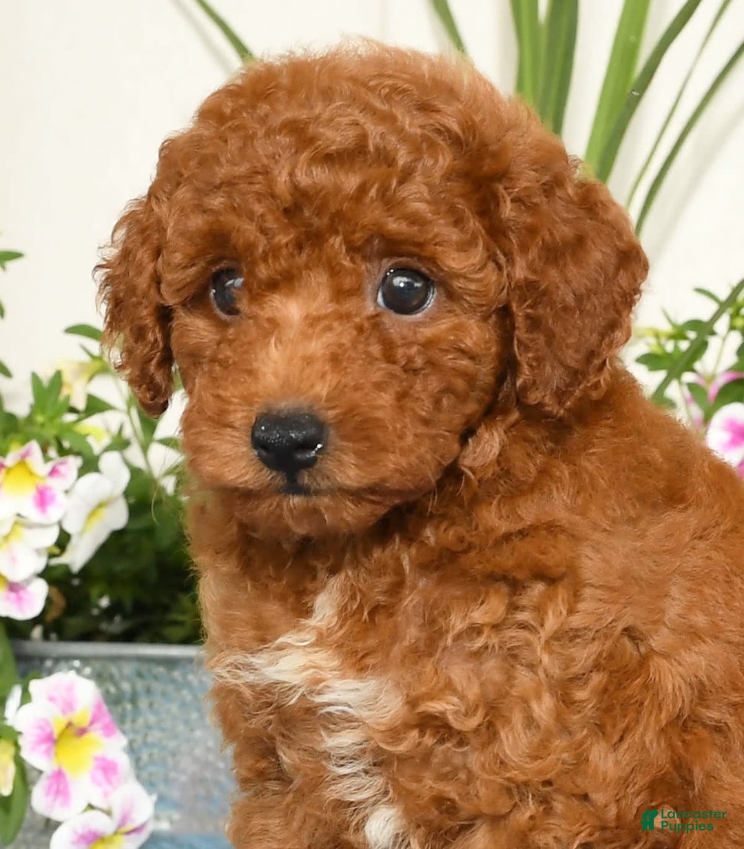 Miniature Poodle dogs for sale: Ranae - Image 9