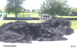 Yorkiepoo dogs for sale: Manny - Image 2
