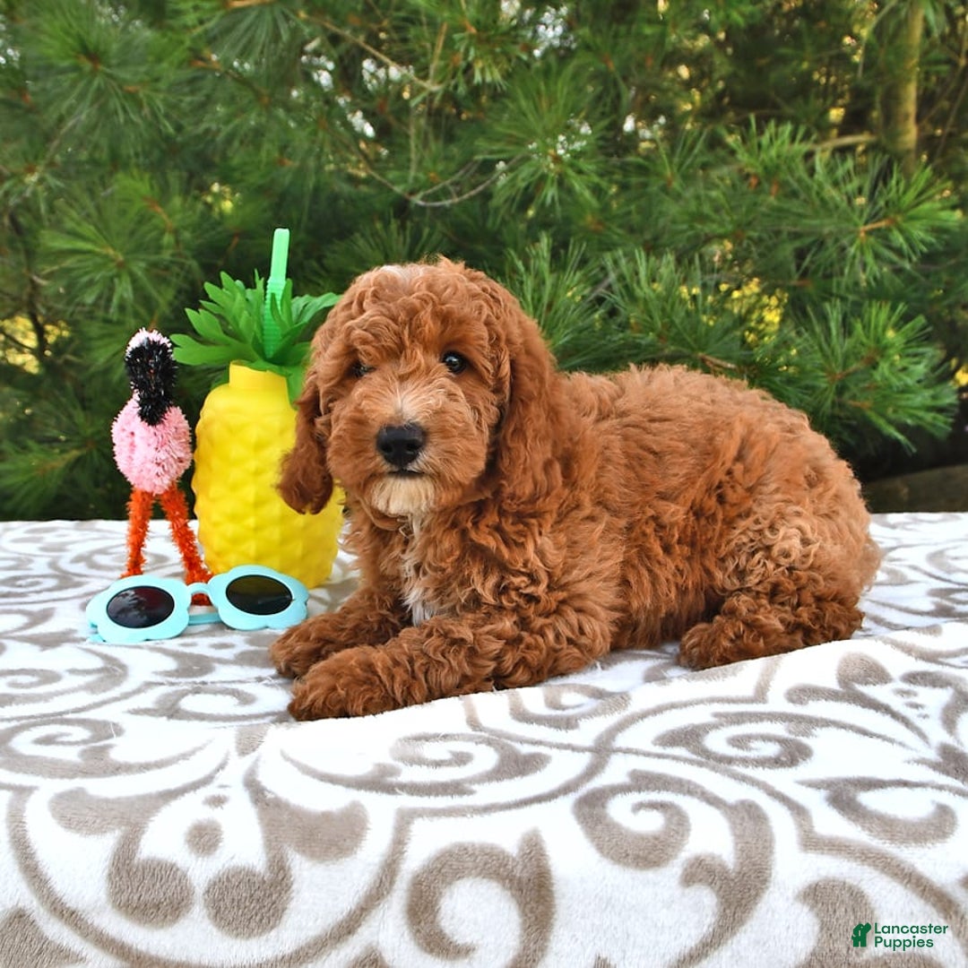 Mini Goldendoodle dogs for sale: Dakota - Image 8