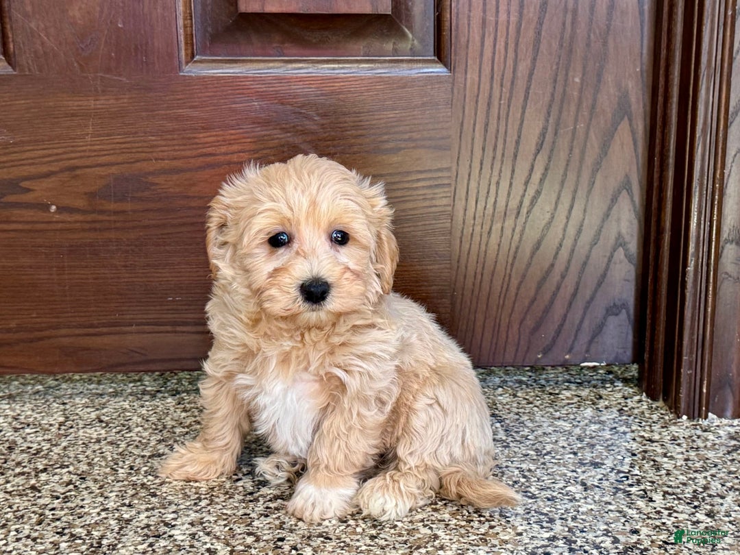 Maltipoo dogs for sale: Darling - Image 11