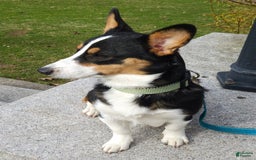 Welsh Corgi Pembroke dogs for sale: Cleopatra - Image 11