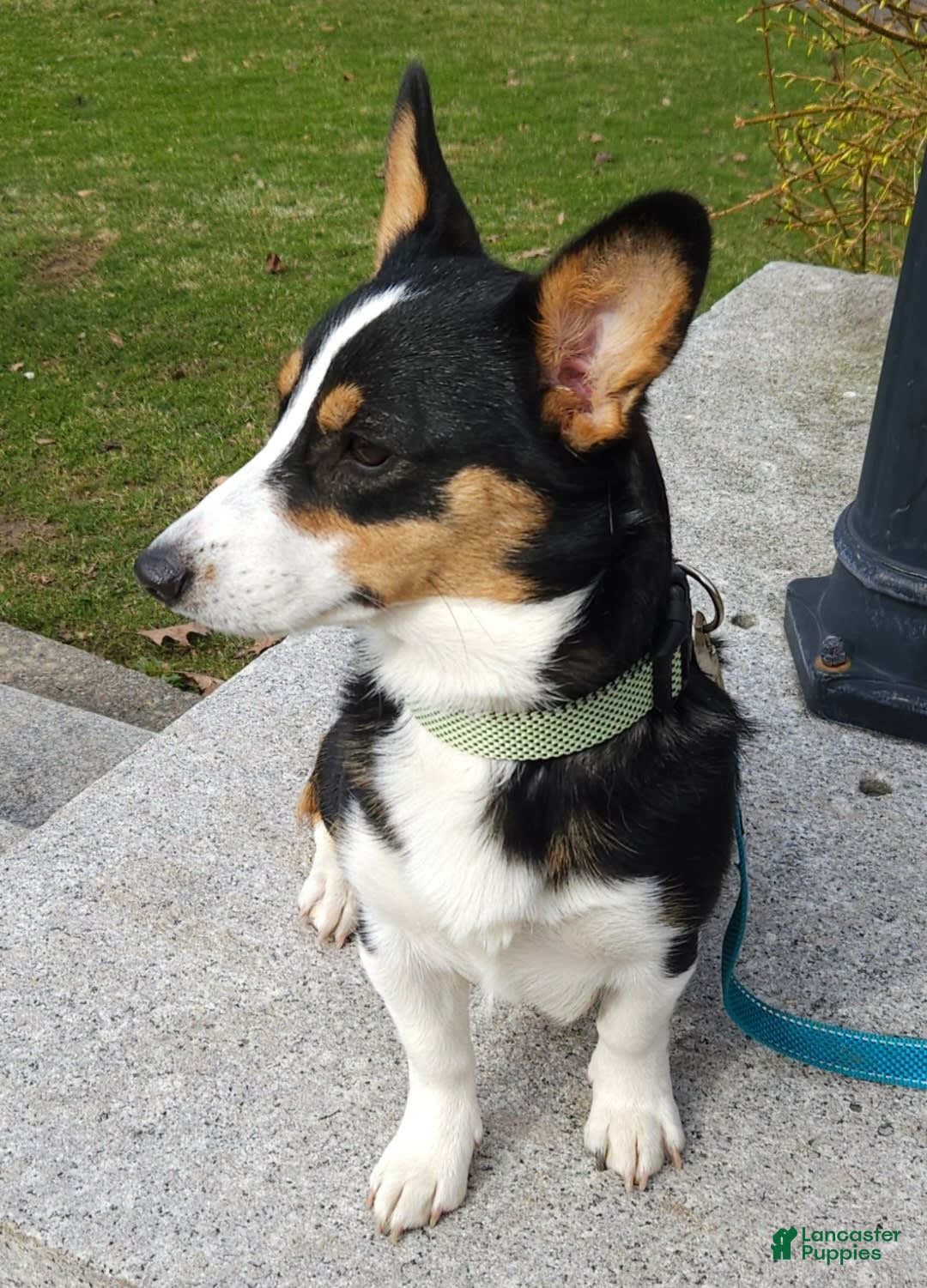 Welsh Corgi Pembroke dogs for sale: Cleopatra - Image 11