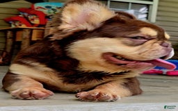 French Bulldog dogs for sale: Stunner - Image 2