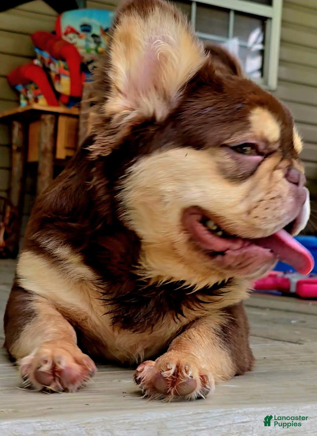 French Bulldog dogs for sale: Stunner - Image 2