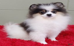 Pomeranian dogs for sale: Topper - Image 8