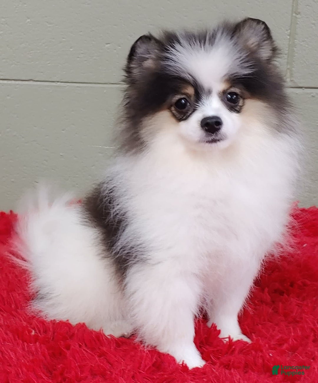 Pomeranian dogs for sale: Topper - Image 8