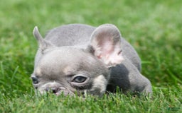 French Bulldog dogs for sale: A J - Image 8