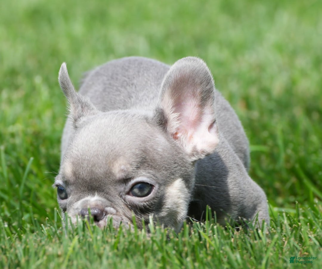 French Bulldog dogs for sale: A J - Image 8