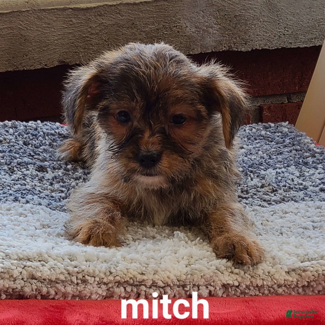 Shorkie dogs for sale: Mitch - Image 2