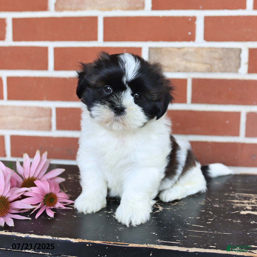 Shih Tzu dogs for sale: Dash - Image 2
