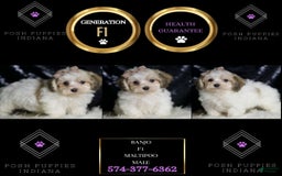 Maltipoo dogs for sale: Banjo - Image 3