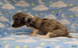 Miniature Dachshund dogs for sale: Sky - Image 6