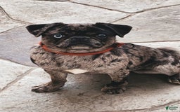 Pug dogs for sale: Oscar - Image 7