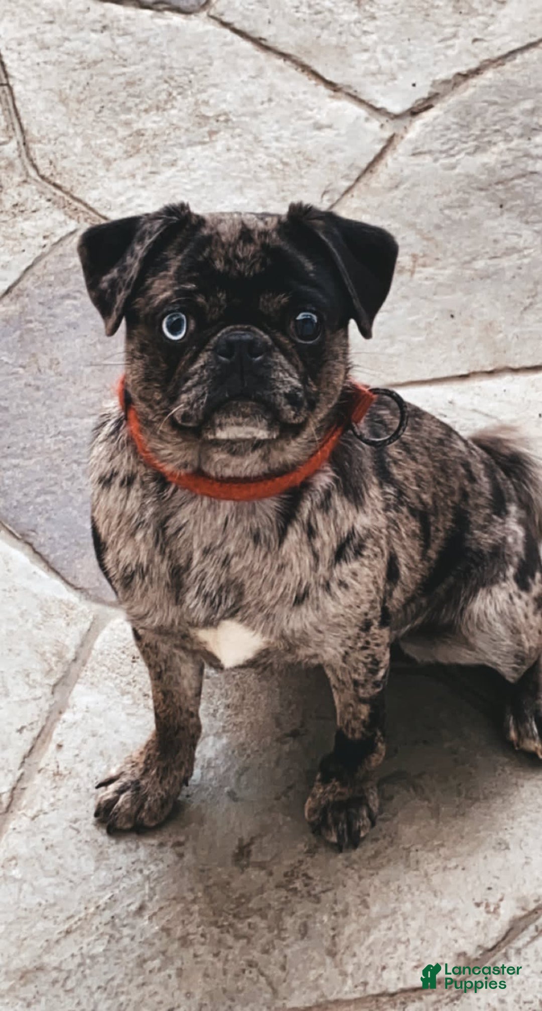 Pug dogs for sale: Oscar - Image 7