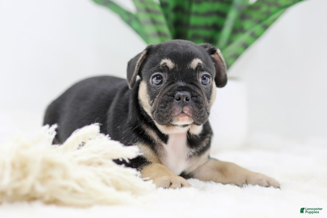 French Bulldog dogs for sale: Huck - Image 1