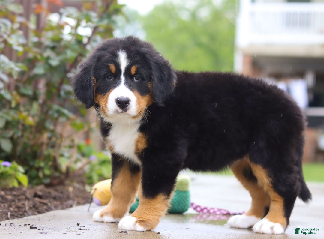 Bernese Mountain Dog dogs for sale: Katy - Image 3