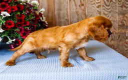 Cavalier King Charles Spaniel dogs for sale: Nicky - Image 8