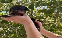 Doberman Pinscher dogs for sale: Grey Collar - Image 12